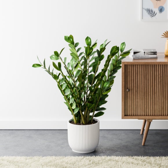 ZZ House Plant in Elho Pot