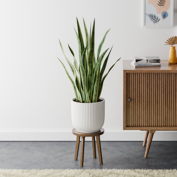 Snake House Plant in Elho Pot