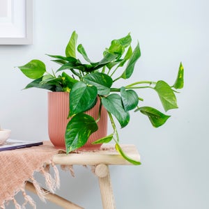 Trailing Devils Ivy House Plant In Elho Vibes Pot