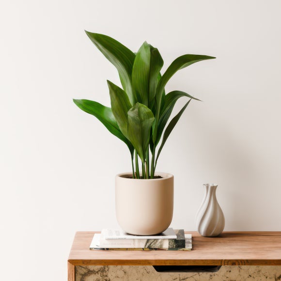 Cast Iron House Plant in Earthenware Pot