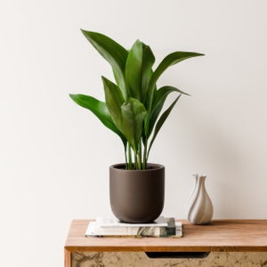 Cast Iron House Plant In Earthenware Pot