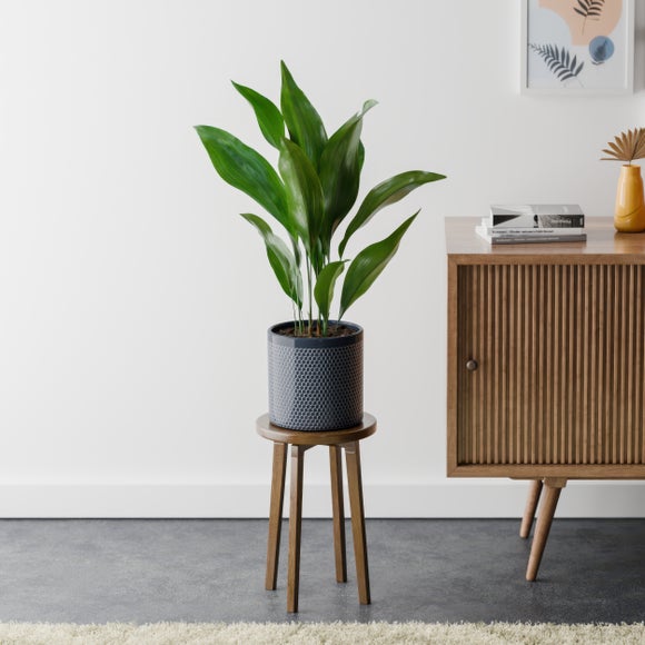 Cast Iron House Plant in Capri Pot