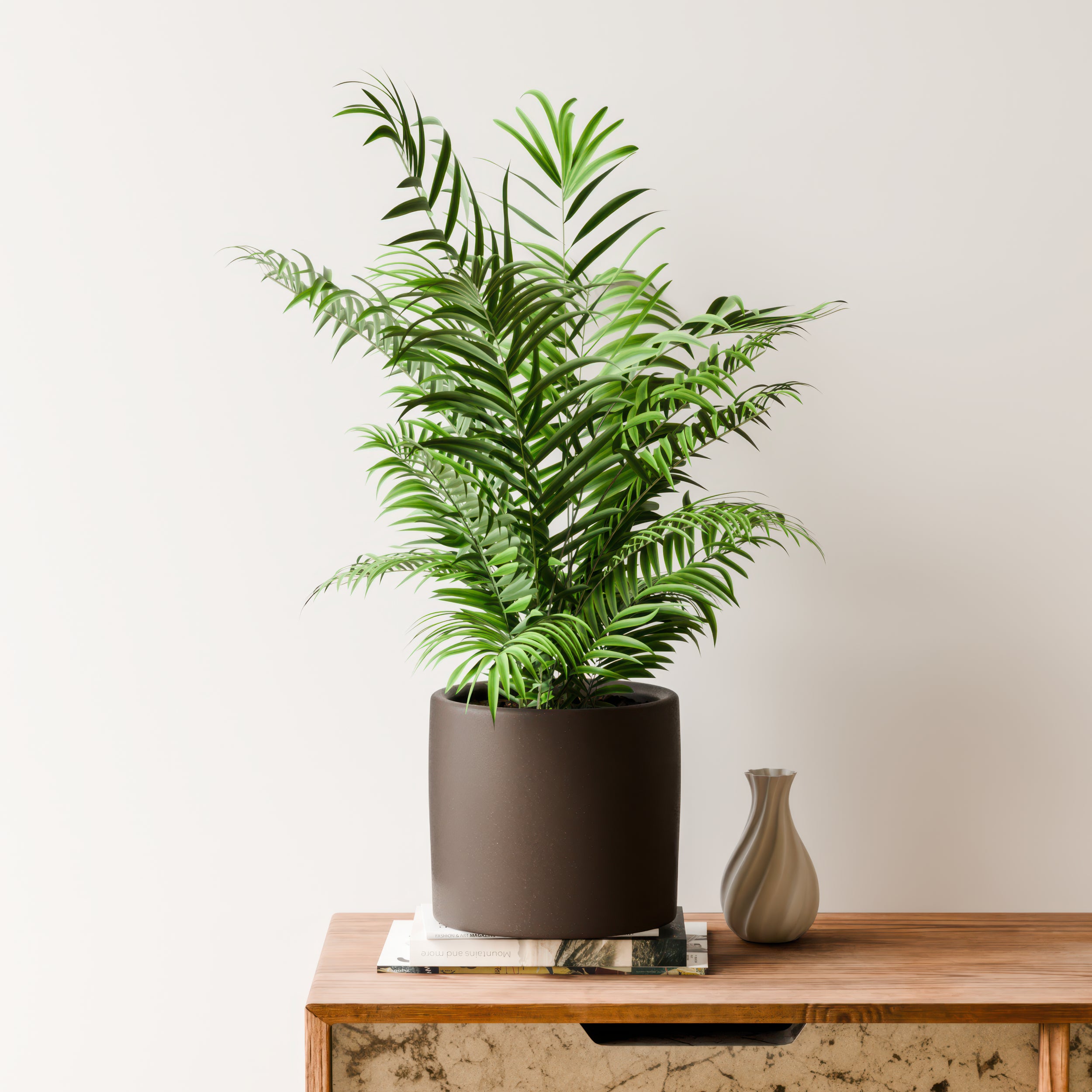 Parlour Palm House Plant in Earthenware Pot Earthenware Graphite undefined