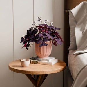 Oxalis House Plant In Ribbed Ceramic Pot