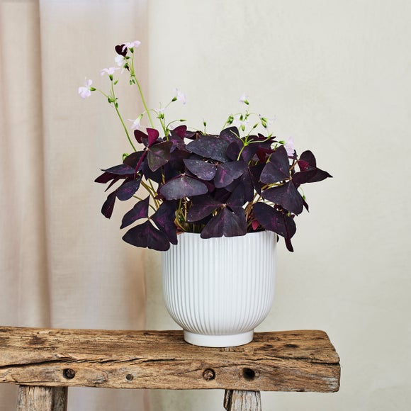 Oxalis House Plant in Ribbed Ceramic Pot