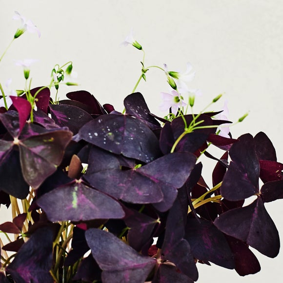 Oxalis House Plant in Ribbed Ceramic Pot
