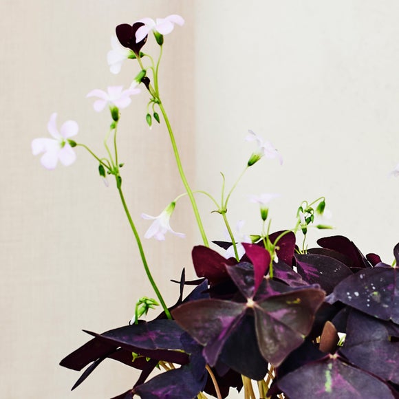 Oxalis House Plant in Ribbed Ceramic Pot