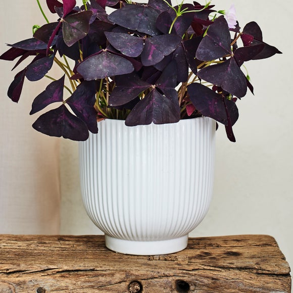 Oxalis House Plant in Ribbed Ceramic Pot