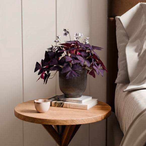 View Oxalis House Plant In Ribbed Ceramic Pot View Oxalis House Plant In Ribbed Ceramic Pot
