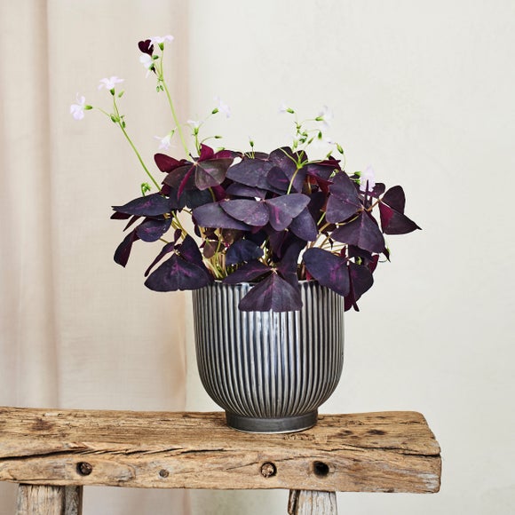 Oxalis House Plant in Ribbed Ceramic Pot
