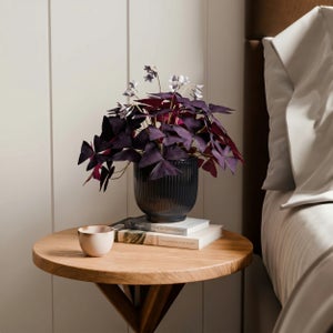 Oxalis House Plant In Ribbed Ceramic Pot