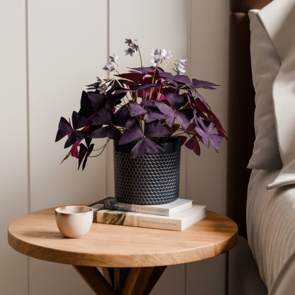 Oxalis House Plant In Capri Pot