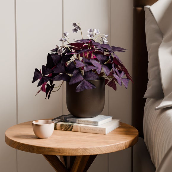 Oxalis House Plant in Earthenware Pot