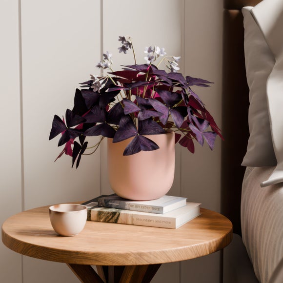 Oxalis House Plant in Earthenware Pot