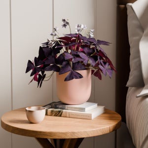 Oxalis House Plant In Earthenware Pot