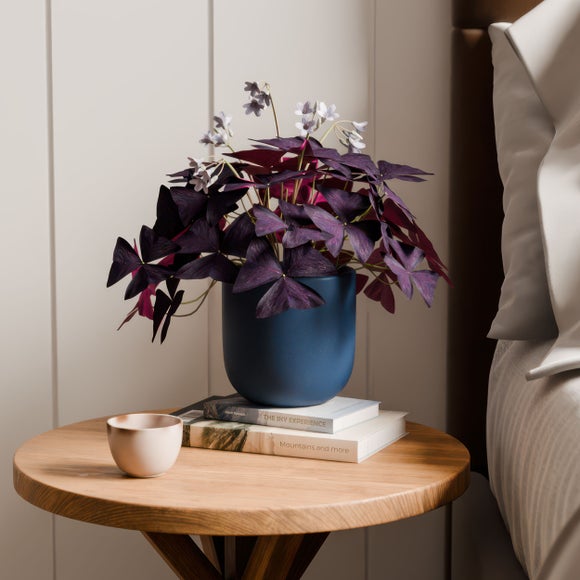 Oxalis House Plant In Earthenware Pot