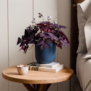 Oxalis House Plant In Earthenware Pot