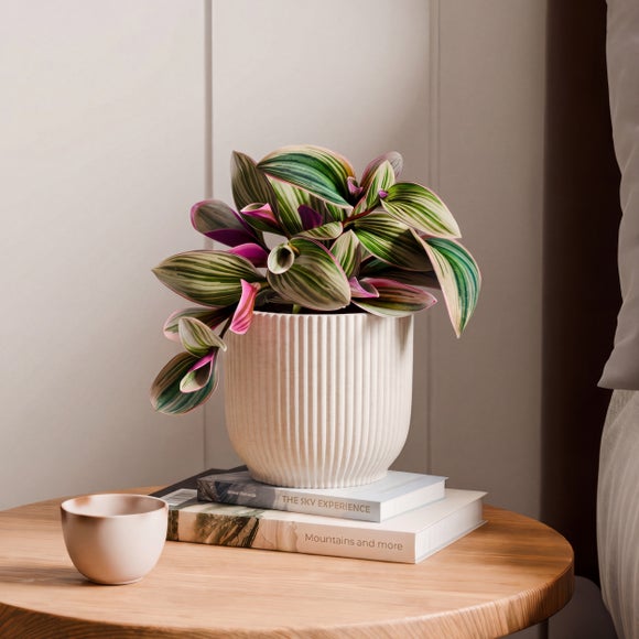 Tradescantia Nanouk House Plant in Elho Vibes Pot