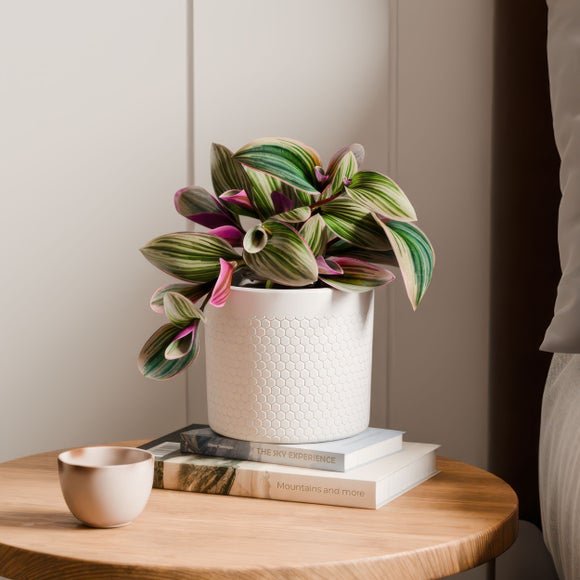 Tradescantia Nanouk House Plant in Capri Pot