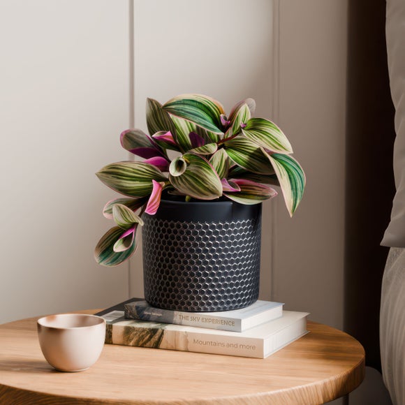 Tradescantia Nanouk House Plant in Capri Pot