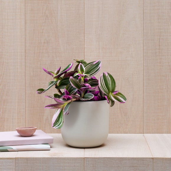 Tradescantia Nanouk House Plant in Earthenware Pot