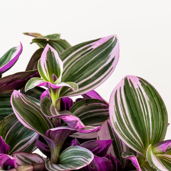 Carousel navigation image position 2 of 3