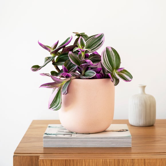 Tradescantia Nanouk House Plant in Earthenware Pot