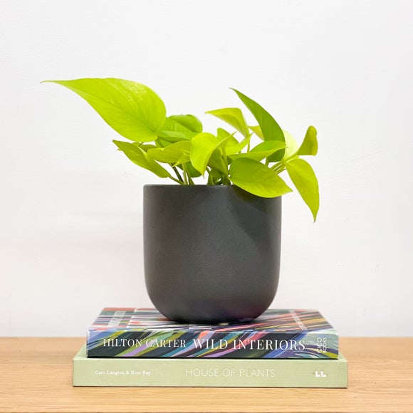 Neon Pothos House Plant in Earthenware Pot