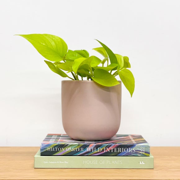 Neon Pothos House Plant in Earthenware Pot
