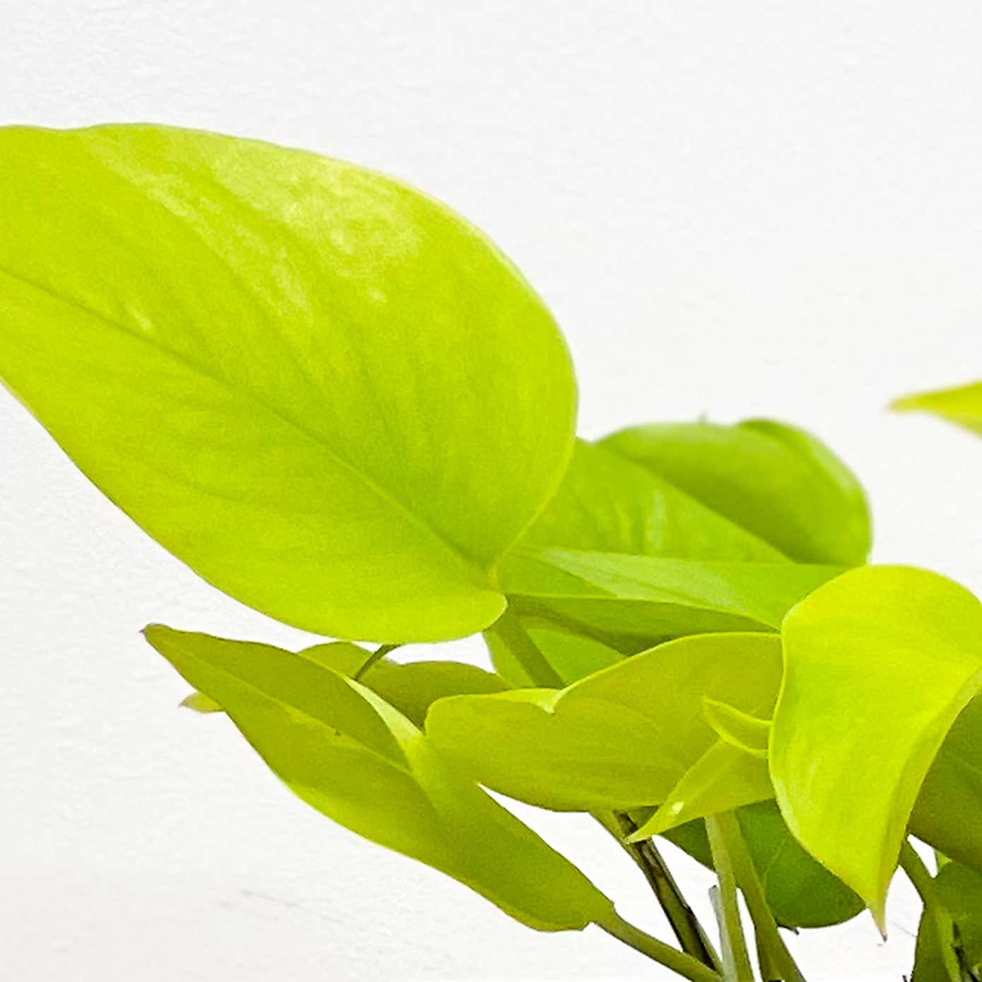 Carousel zoom image position 2 of 5