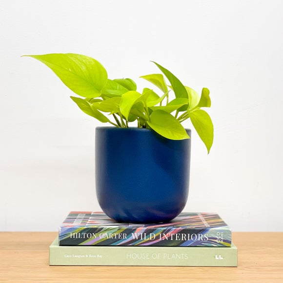 Neon Pothos House Plant in Earthenware Pot