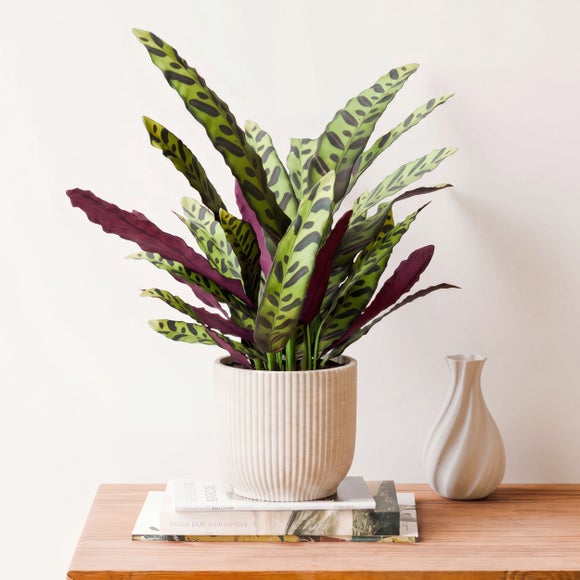 Calathea Lancifolia House Plant in Elho Vibes Pot