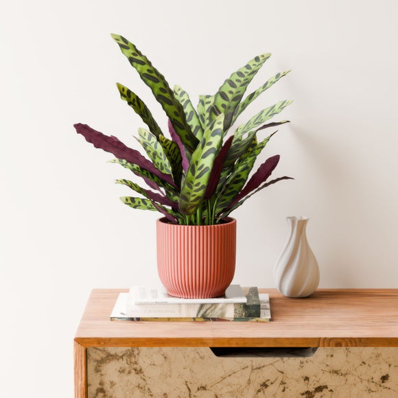 Calathea Lancifolia House Plant in Elho Vibes Pot