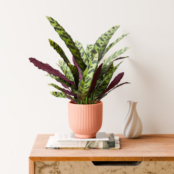 Calathea Lancifolia House Plant in Ribbed Ceramic Pot