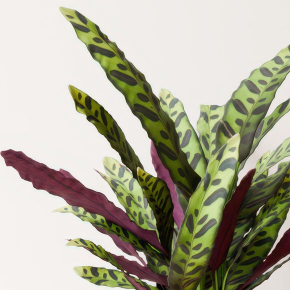 Calathea Lancifolia House Plant in Capri Pot