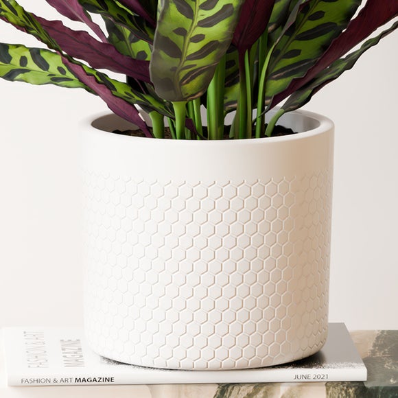 Calathea Lancifolia House Plant in Capri Pot