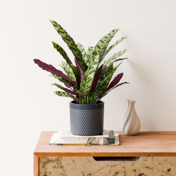 Calathea Lancifolia House Plant in Capri Pot