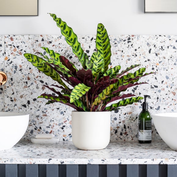 Click to view product details and reviews for Calathea Lancifolia House Plant In Earthenware Pot.