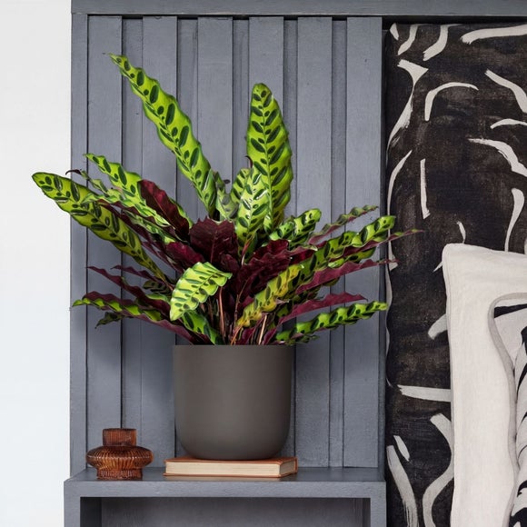 Calathea Lancifolia House Plant in Earthenware Pot