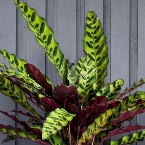 Carousel navigation image position 2 of 2