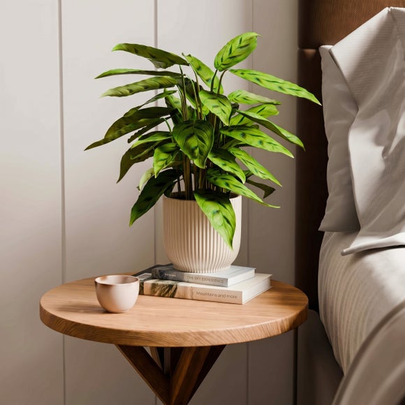 Calathea Leopardina House Plant in Elho Vibes Pot