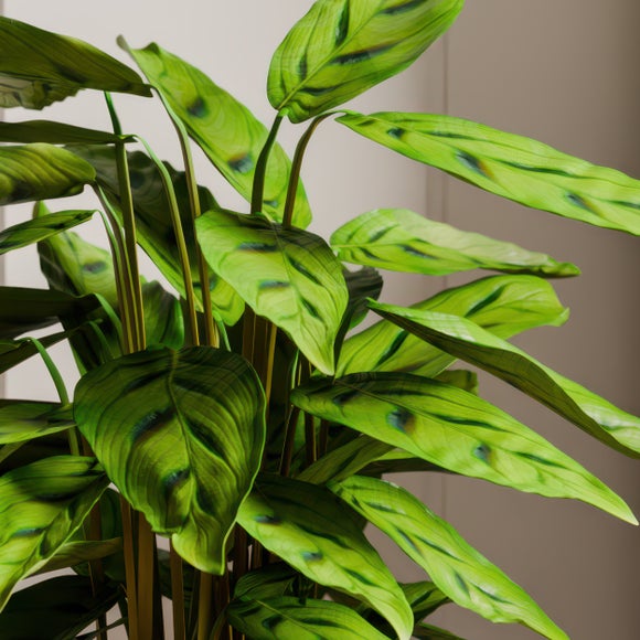 Calathea Leopardina House Plant in Elho Vibes Pot