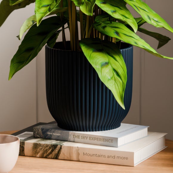Calathea Leopardina House Plant in Elho Vibes Pot
