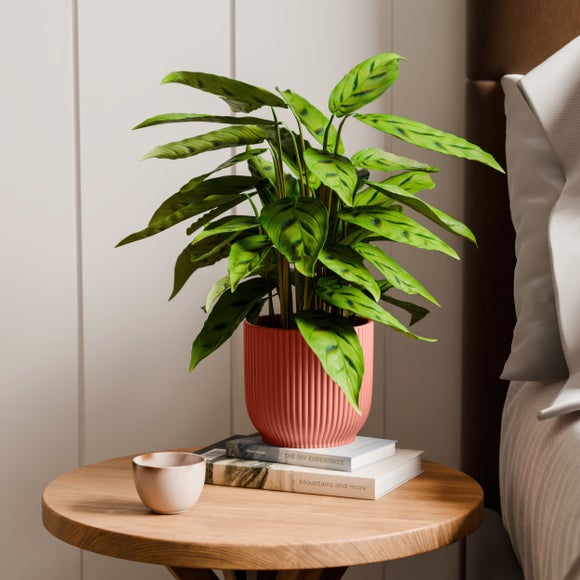 Calathea Leopardina House Plant In Elho Vibes Pot