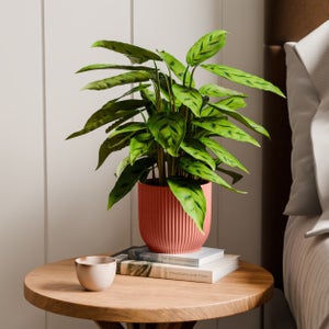 Calathea Leopardina House Plant In Elho Vibes Pot