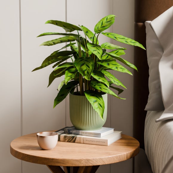 Calathea Leopardina House Plant In Elho Vibes Pot