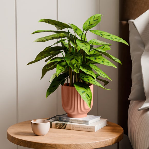 Calathea Leopardina House Plant In Ribbed Ceramic Pot