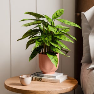 Calathea Leopardina House Plant In Ribbed Ceramic Pot