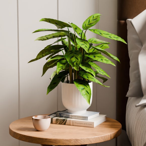 Calathea Leopardina House Plant In Ribbed Ceramic Pot