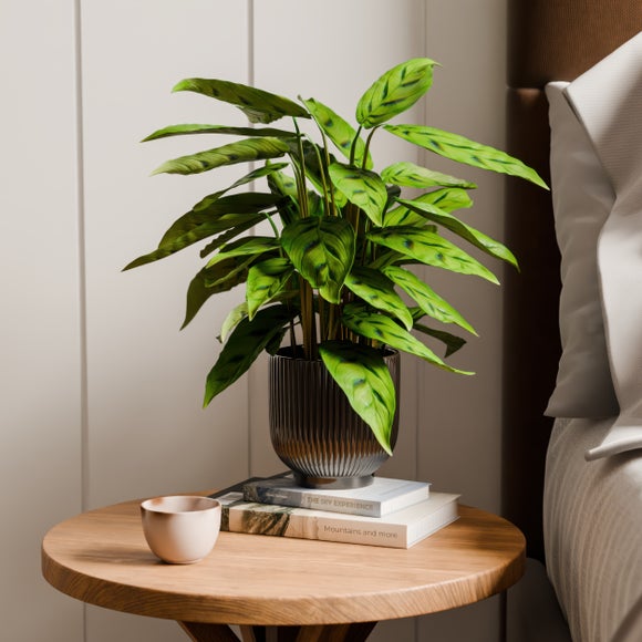 View Calathea Leopardina House Plant In Ribbed Ceramic Pot View Calathea Leopardina House Plant In Ribbed Ceramic Pot